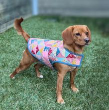 PATCHWORK POOCH DOG JACKET