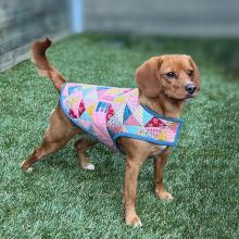 PATCHWORK POOCH DOG JACKET